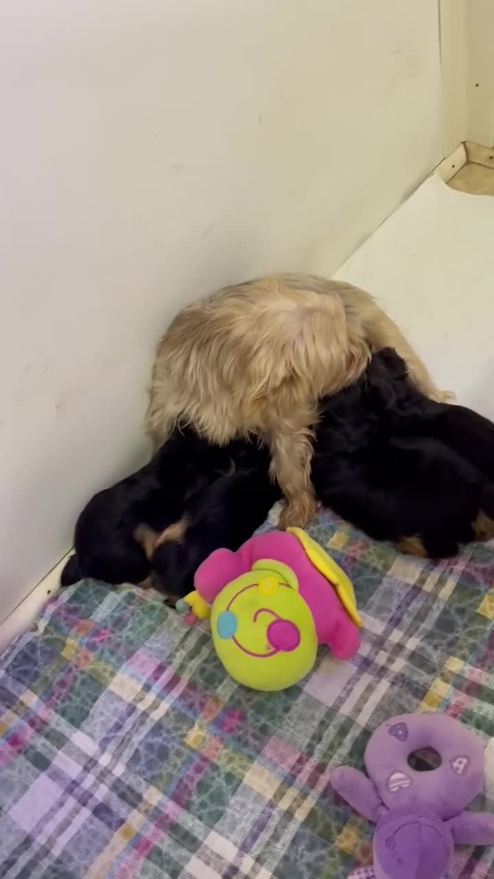 Yorkshire Terrier dogs for sale: Yorkshire Terrier 3 - Video 1