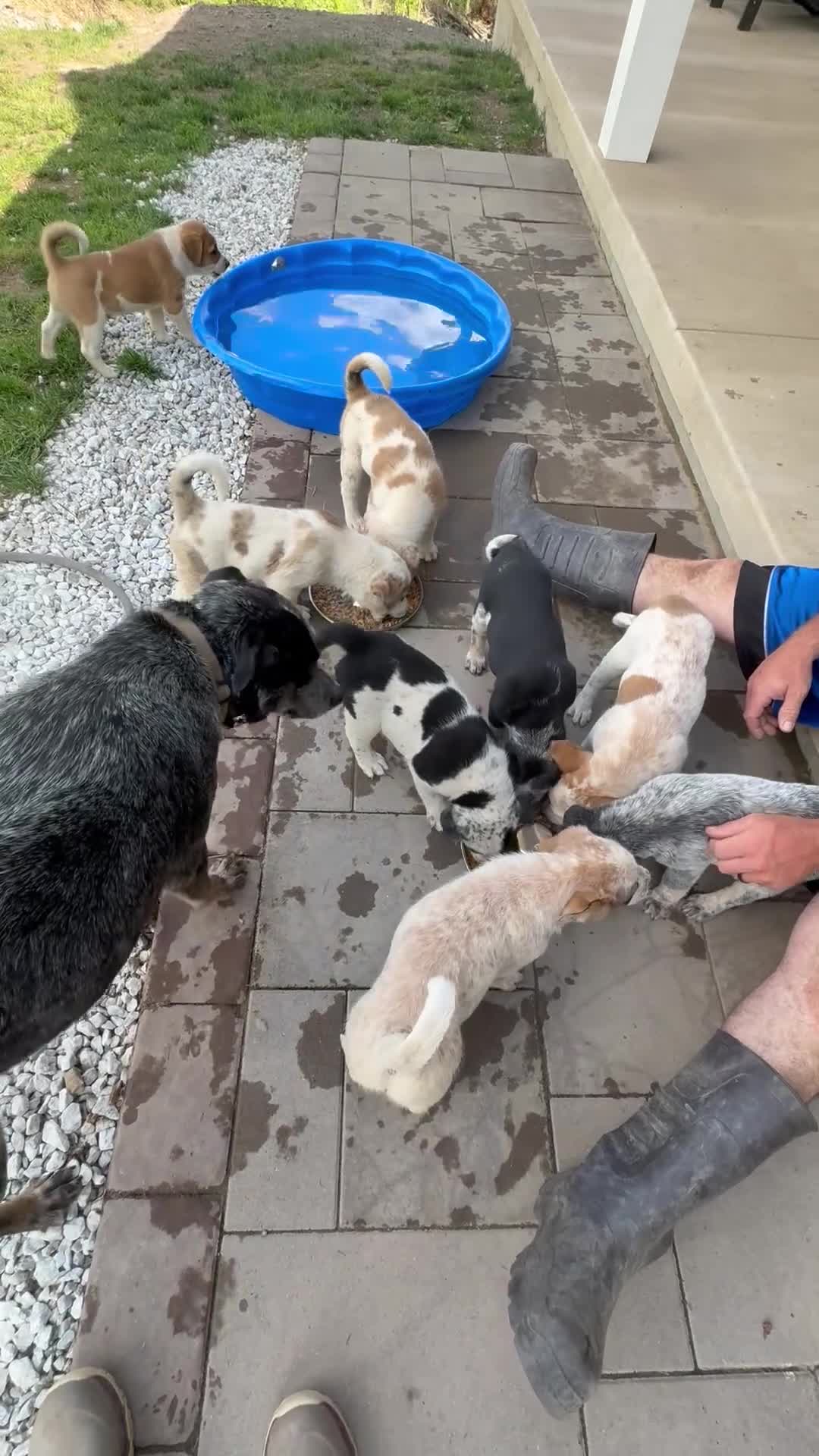 Mixed Breed dogs for sale: Harley - Video 5