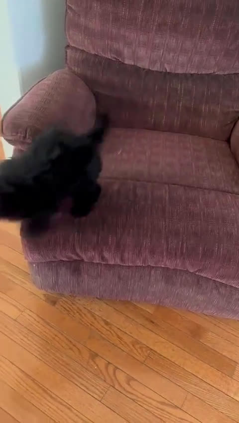 Cockapoo dogs for sale: Milo  - Video 2