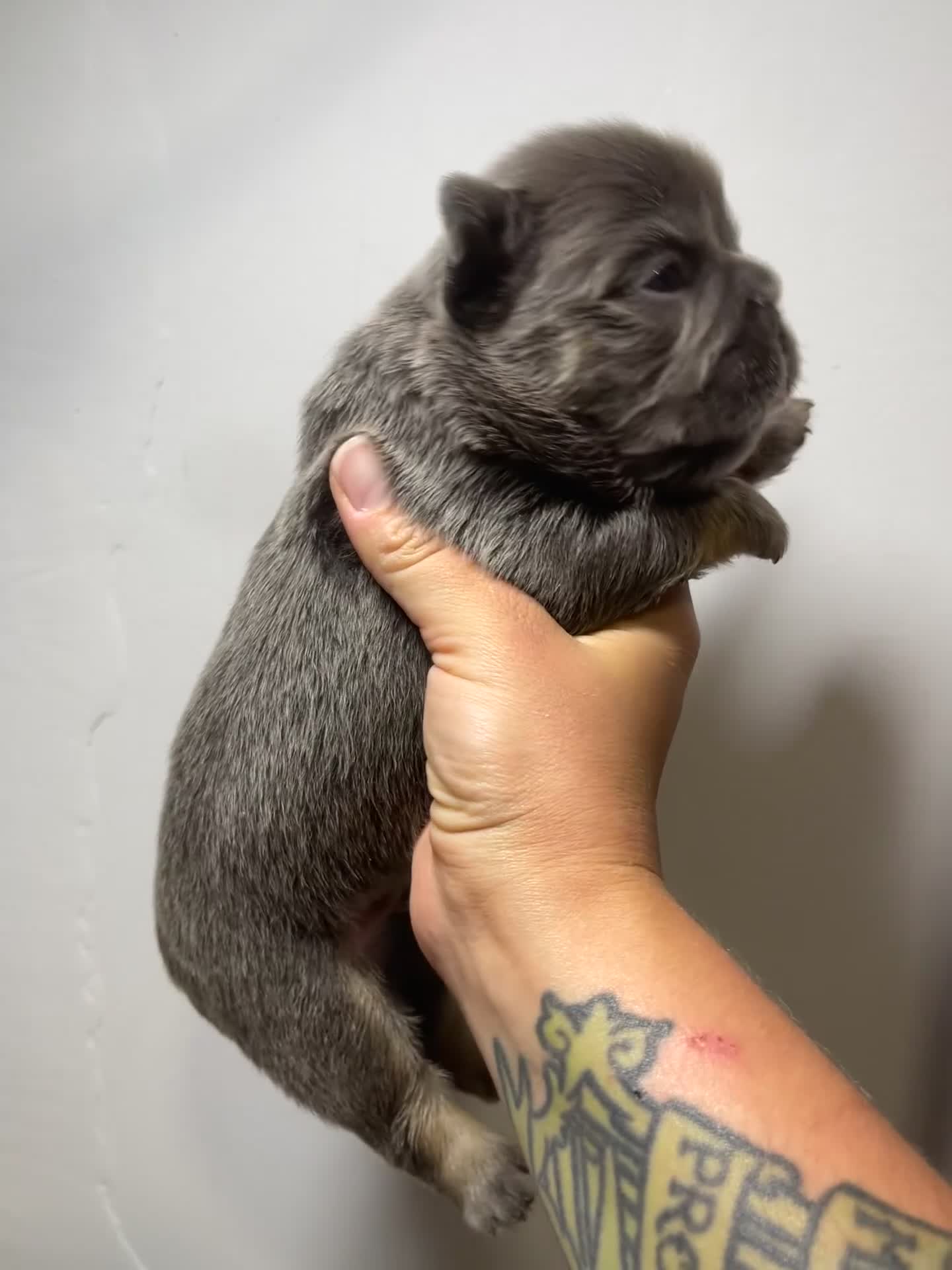 French Bulldog dogs for sale: Bolt  - Video 2