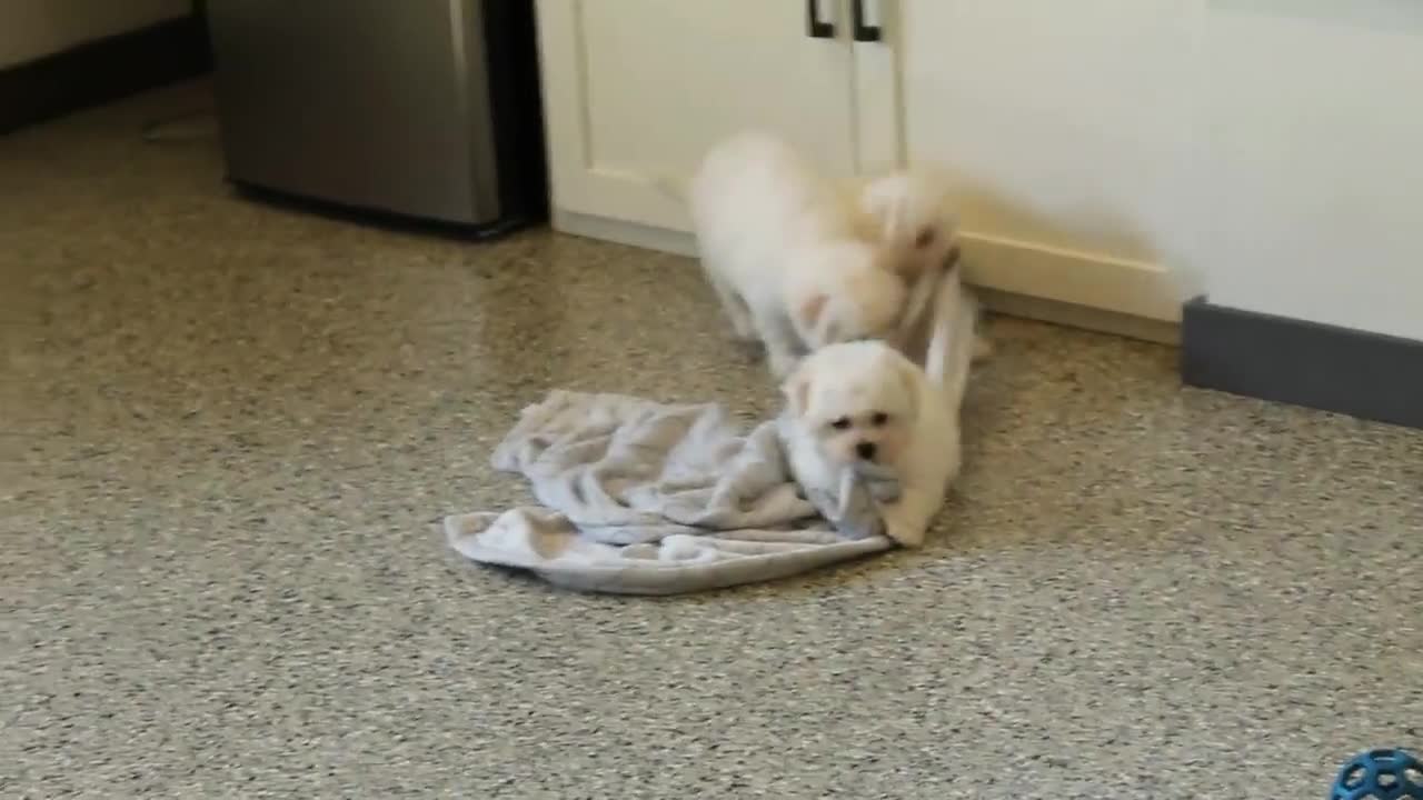 Bichon Frise dogs for sale: Nala - Video 1