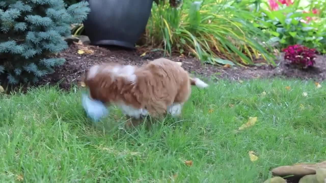 Cavapoo dogs for sale: Precious - Video 1