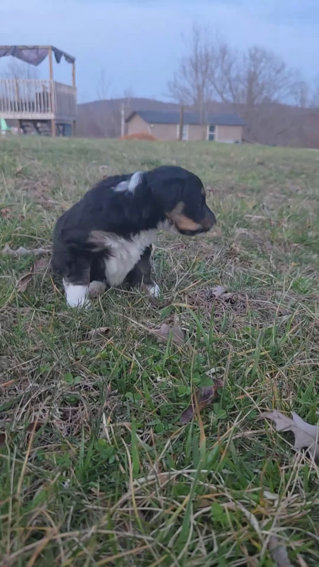 Mini Aussiedoodle dogs for sale: Sophie - Video 2