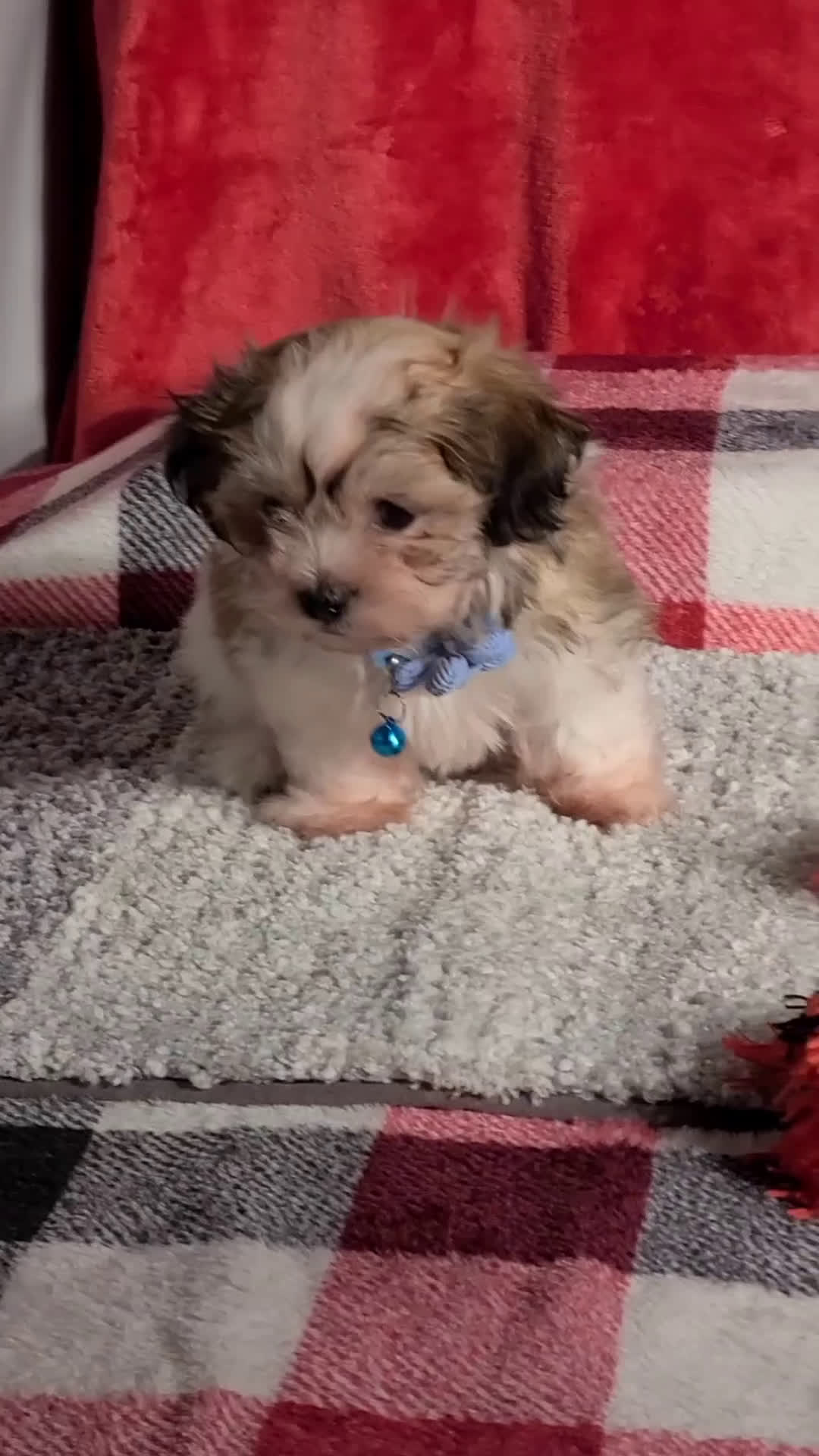 Teddy Bear dogs for sale: Oscar  - Video 1