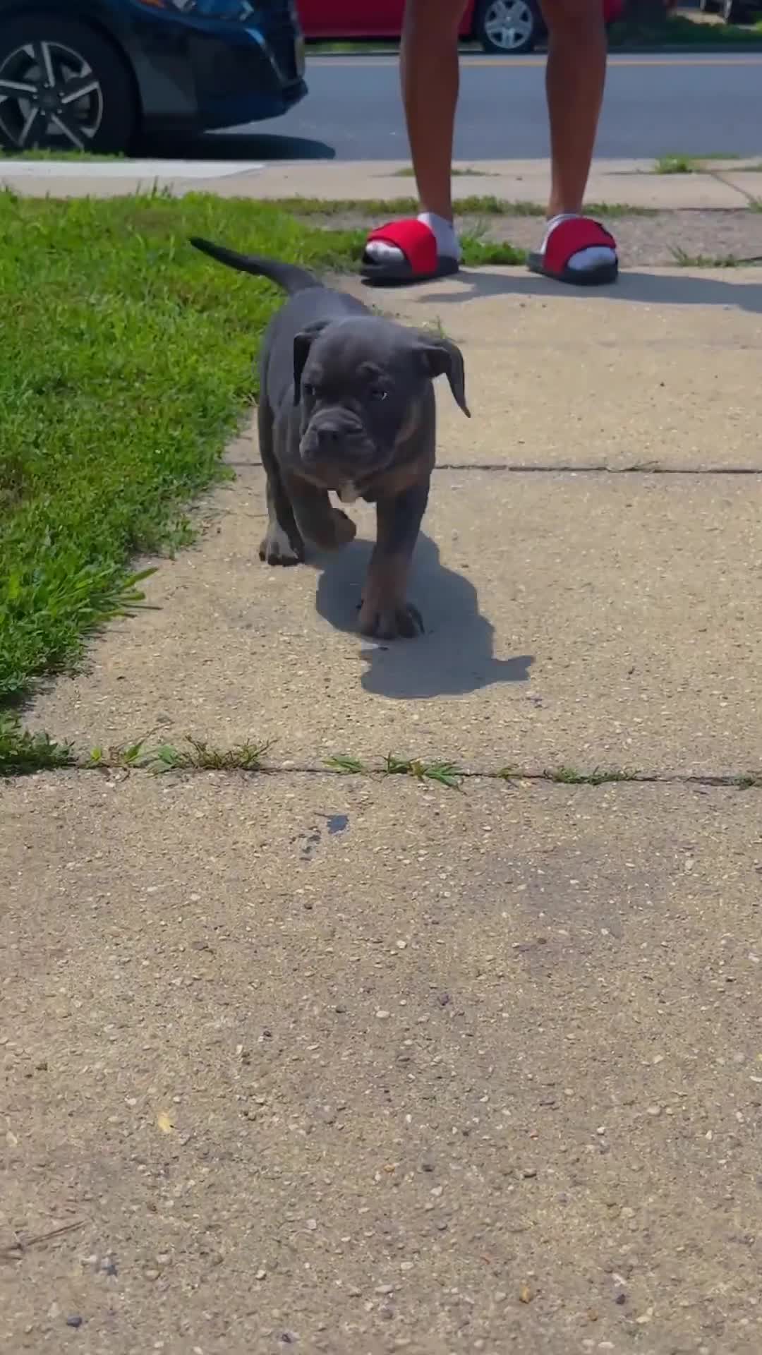 Olde English Bulldogge dogs for sale: Take-Off - Video 1