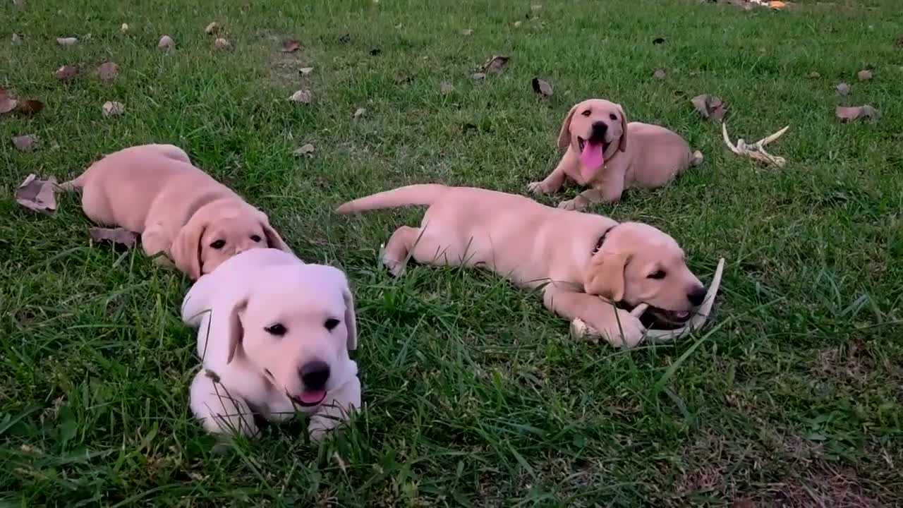 Labrador Retriever dogs for sale: Meet Your New Best Friend! Beautiful Yellow Male Labrador Retriever Puppies Available 💛 - Video 1