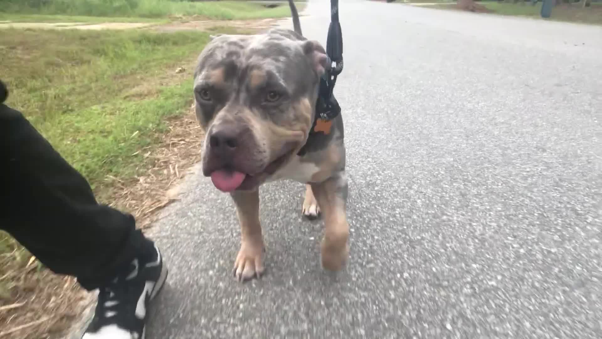 American Bulldog dogs for stud: Tank  - Video 2
