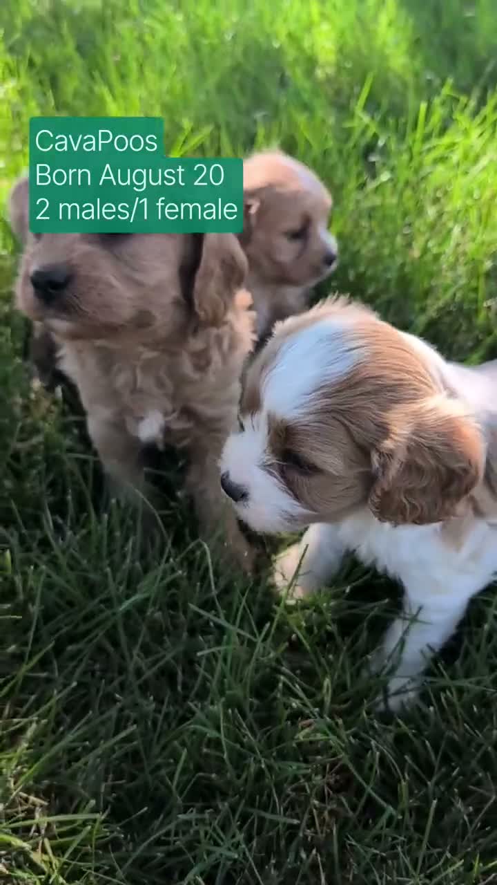 Cavapoo dogs for sale: Olive - Video 3
