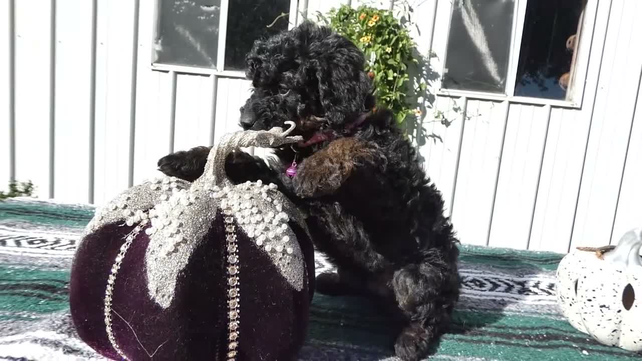 Mini Goldendoodle dogs for sale: Mini Goldendoodle 4 Stella - Video 1