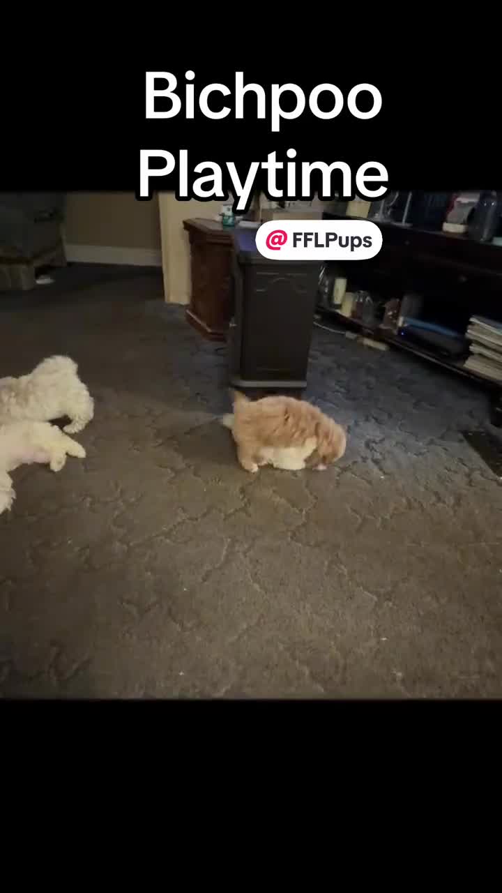 Bichpoo dogs for sale: Lucky - Video 1