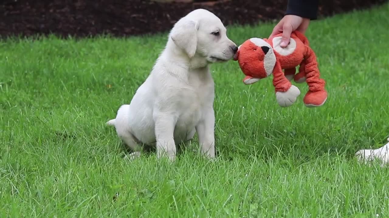 Labrador Retriever dogs for sale: Bobby - Video 2