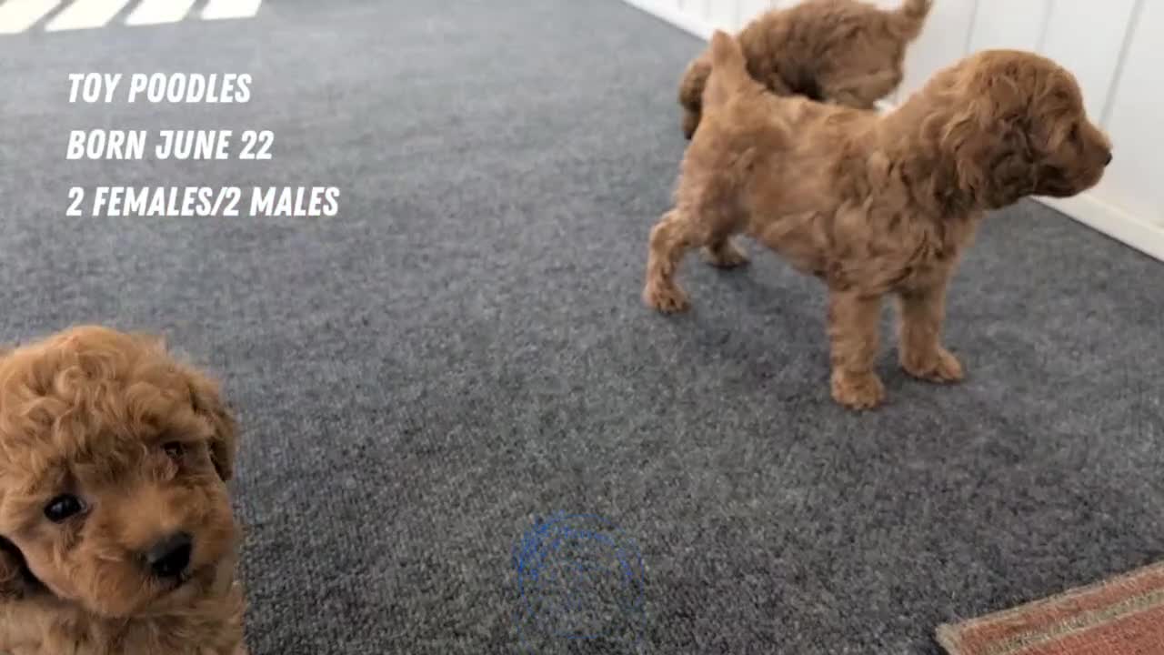 Toy Poodle dogs for sale: Violet  - Video 3