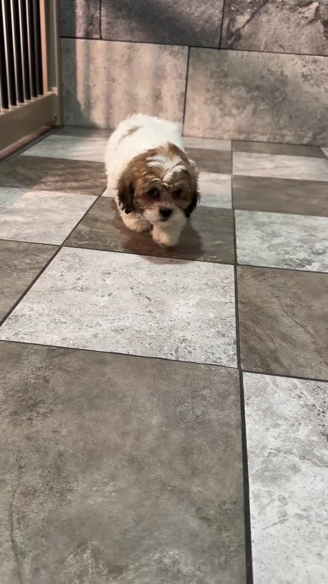 Teddy Bear dogs for sale: Millie - Video 1