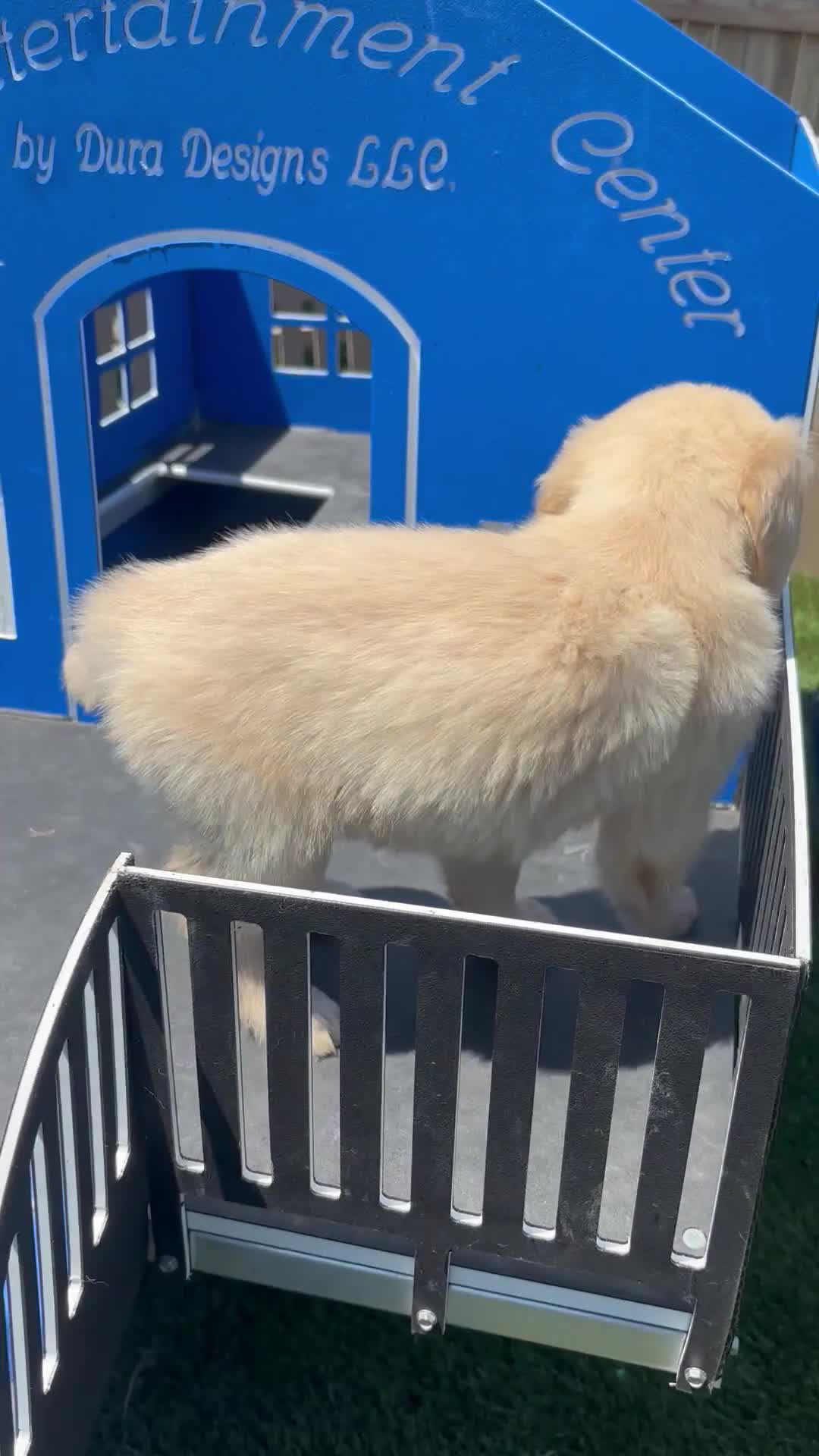 Golden Retriever dogs for sale:  Pixie - Video 1