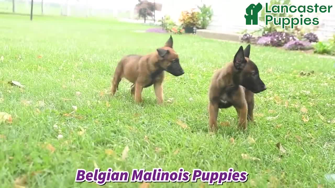 Belgian Malinois dogs for sale: Happy - Video 1