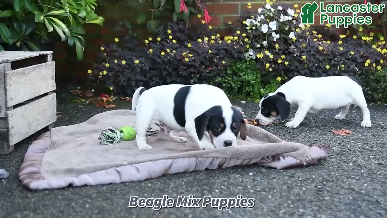 Mixed Breed dogs for sale: Betsy - Video 1