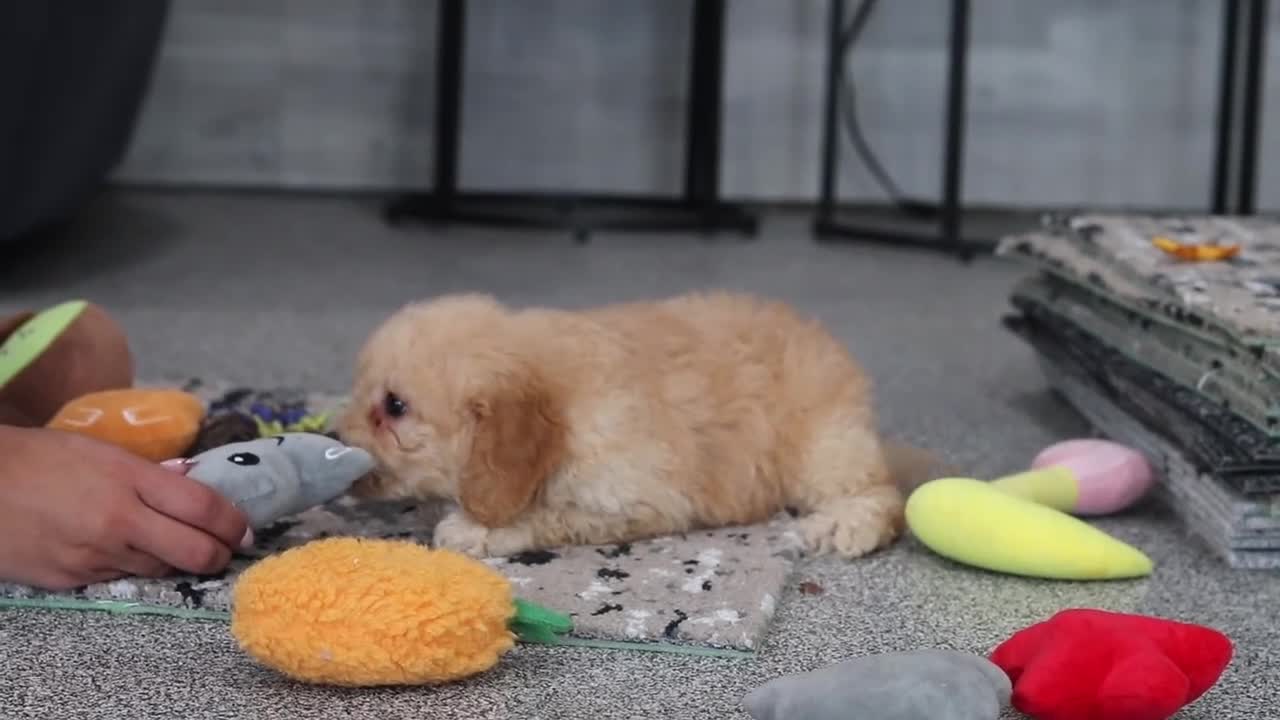 Cavapoo dogs for sale: Dolly - Video 1