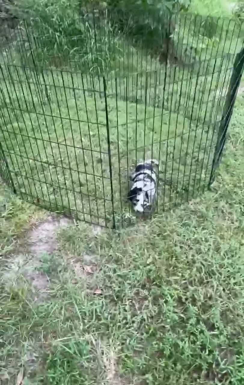 Mixed Breed dogs for sale: Misty - Video 1