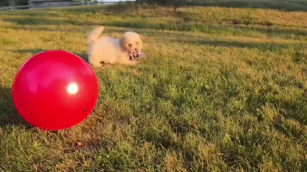 Cavapoo dogs for sale: Nutmeg - Video 1