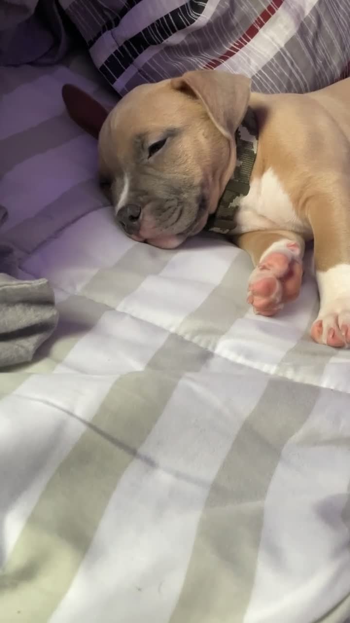 American Bully dogs for stud: Pierre  - Video 2