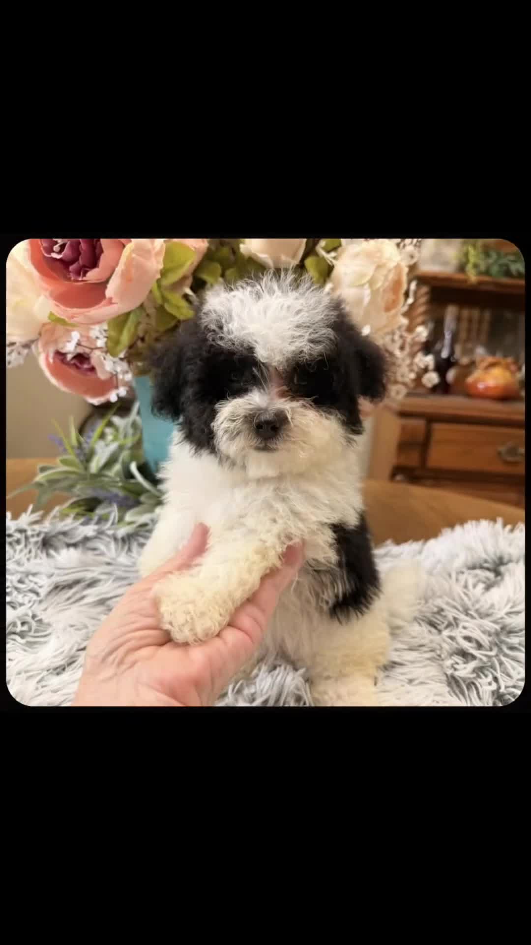 Maltipoo dogs for sale: Maltipoo 3 - Video 2