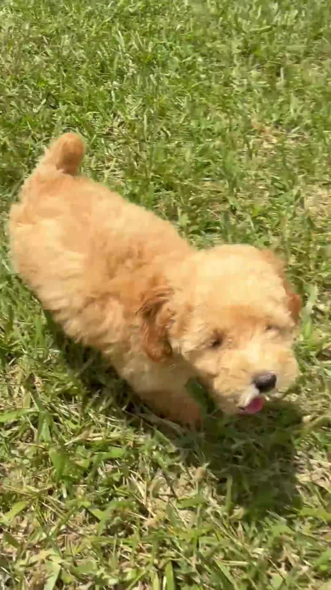 Toy Poodle dogs for sale: Goldie  - Video 1