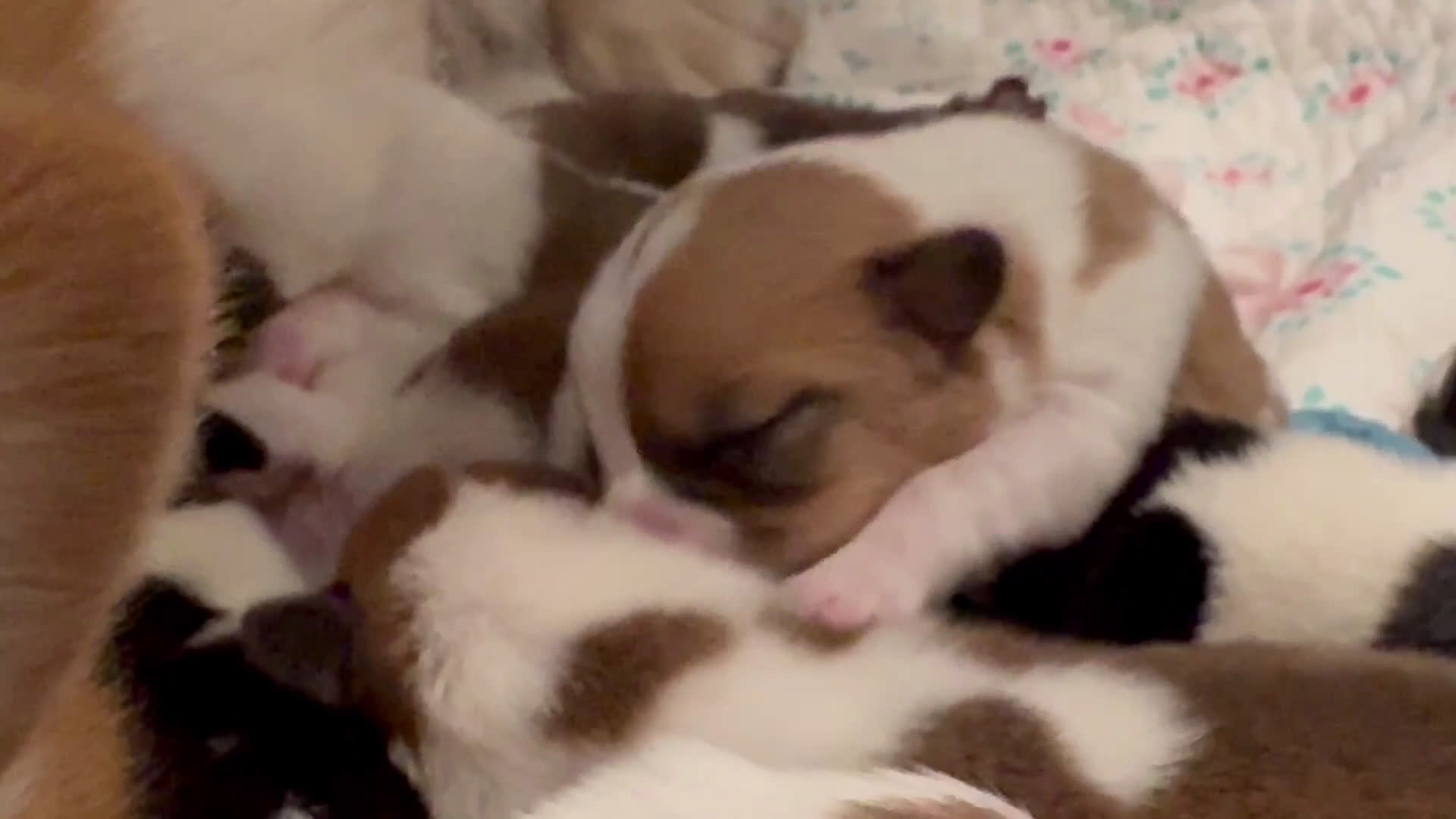 Welsh Corgi Pembroke dogs for sale: Lilo - hot pink - Video 2