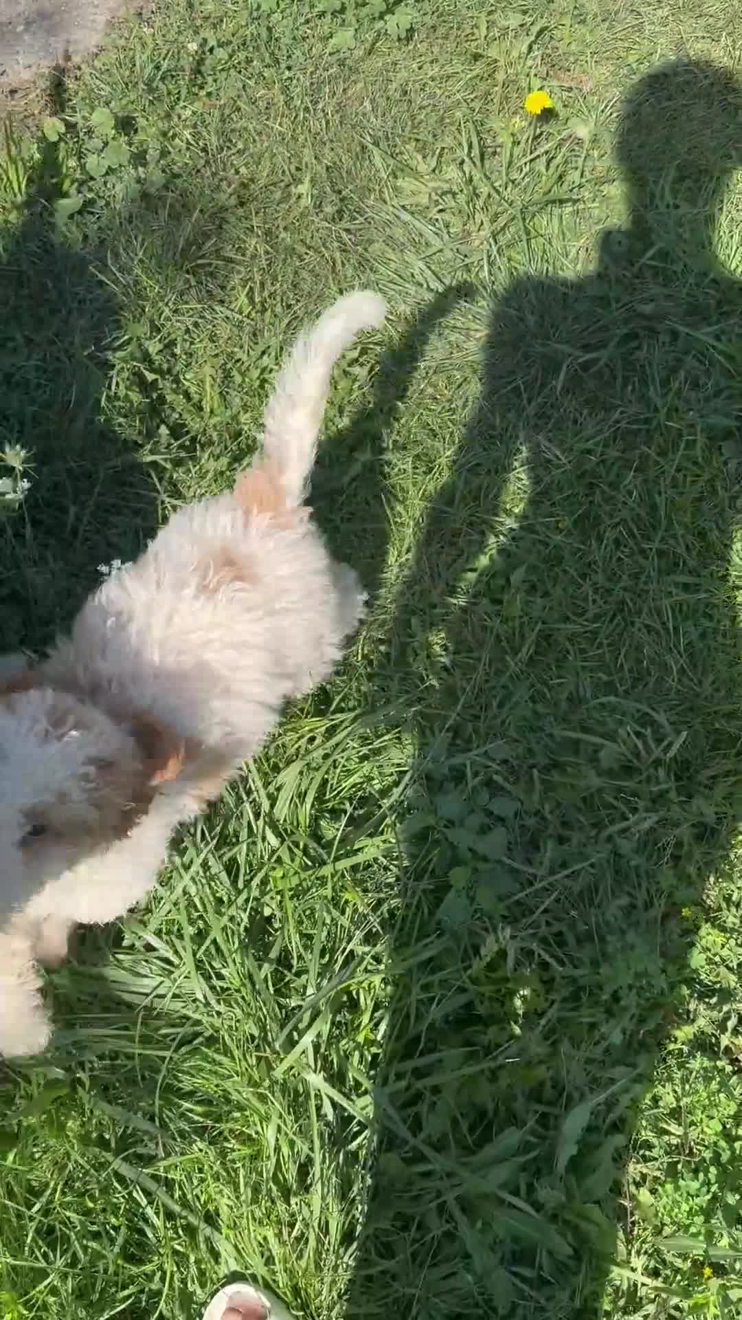 Bernedoodle dogs for sale: Bernedoodle 6 - Video 1