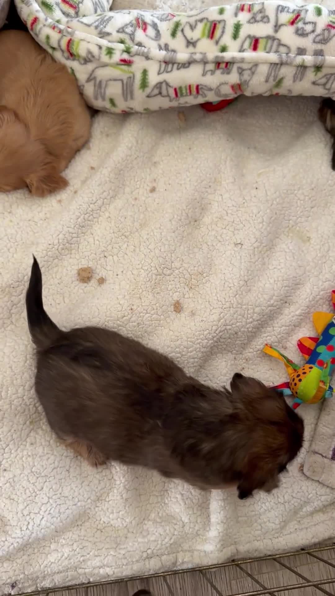 Dachshund dogs for sale: Dachshund 2 - Video 2