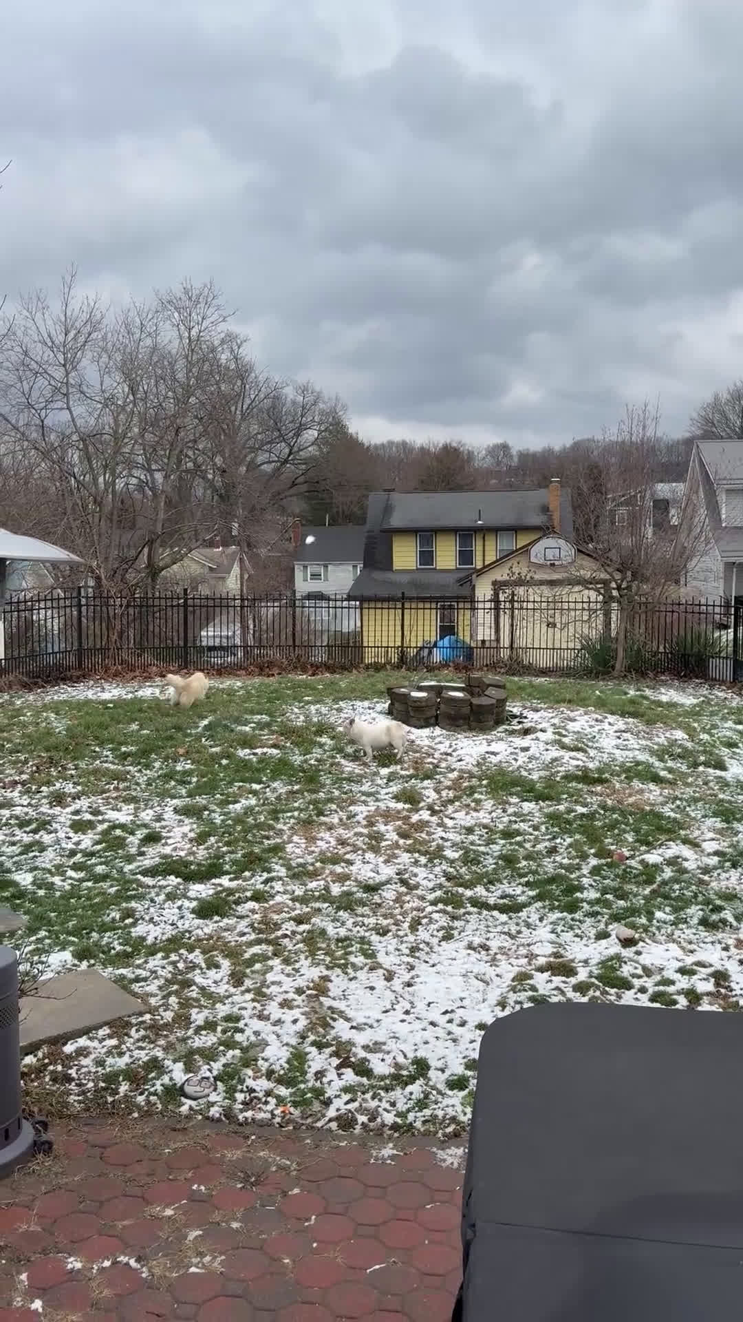 Chow Chow dogs for sale: Chow Chow  - Video 3