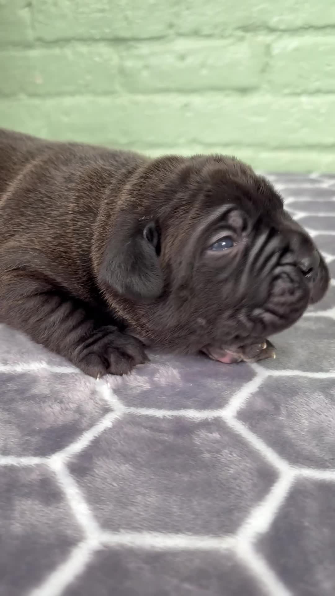 Cane Corso dogs for sale: Cane Corso 4 - Video 2