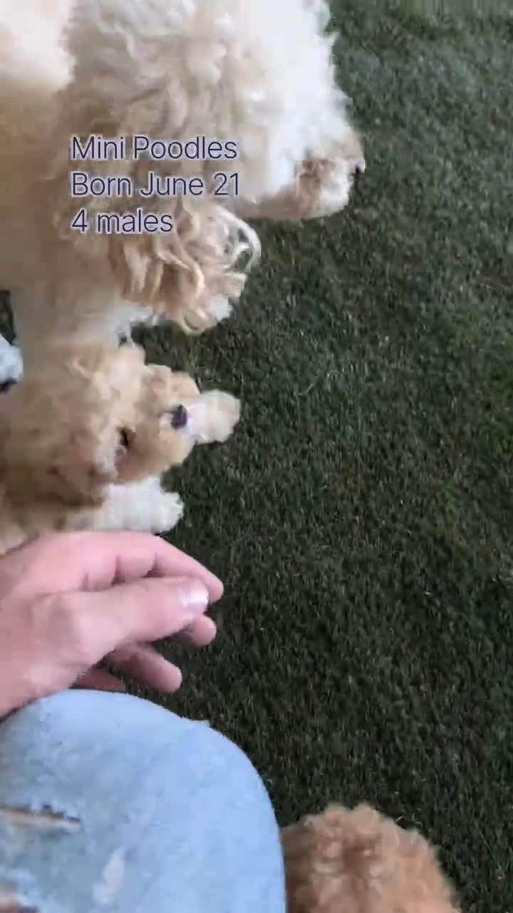Miniature Poodle dogs for sale: Max - Video 2