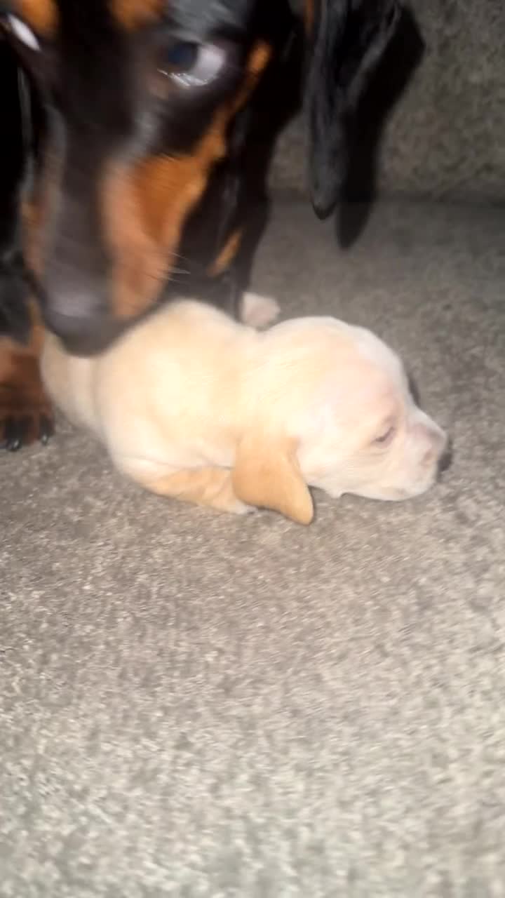 Dachshund dogs for sale: Dachshund Puppy 5 - Video 1