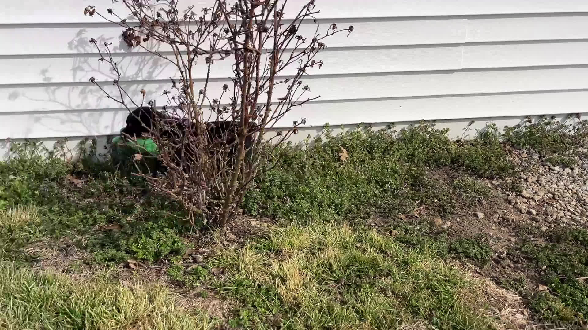 Rottweiler dogs for sale:  Alyssa - Video 1