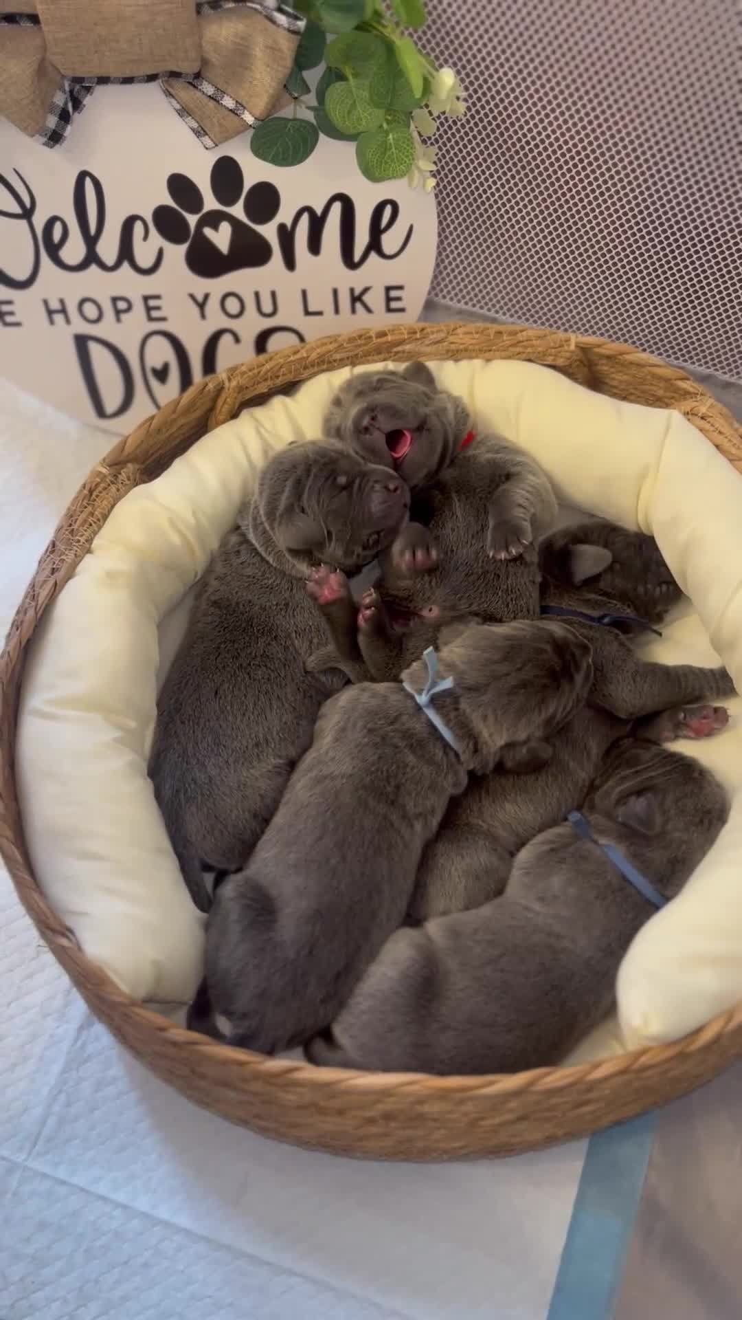 Cane Corso dogs for sale: Zayn - Video 1