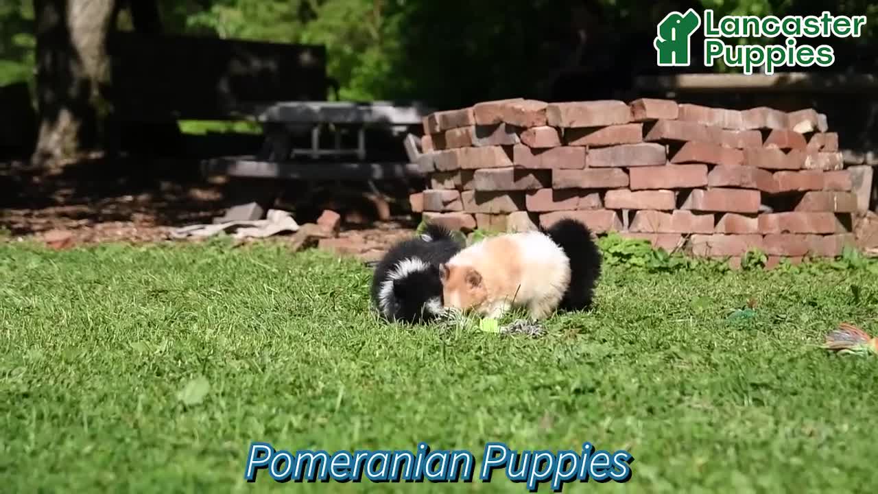 Pomeranian dogs for sale: Truffle  - Video 1