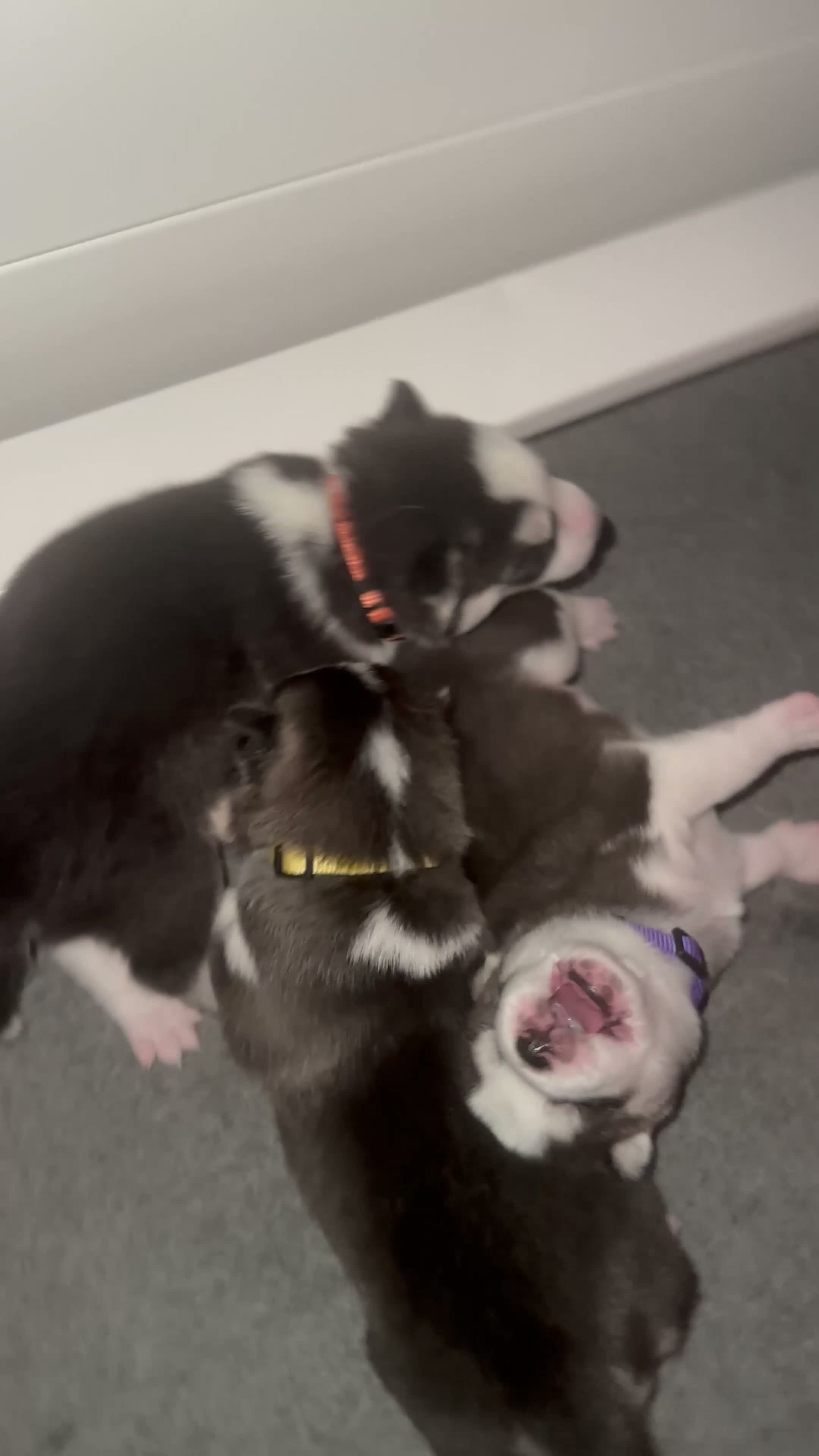 Siberian Husky dogs for sale: Annie Grace - Video 3