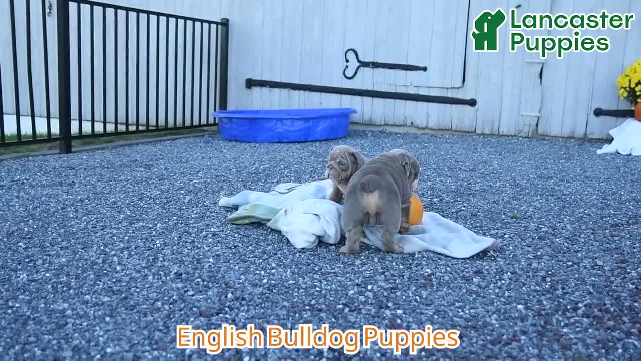 English Bulldog dogs for sale: Cherry - Video 1