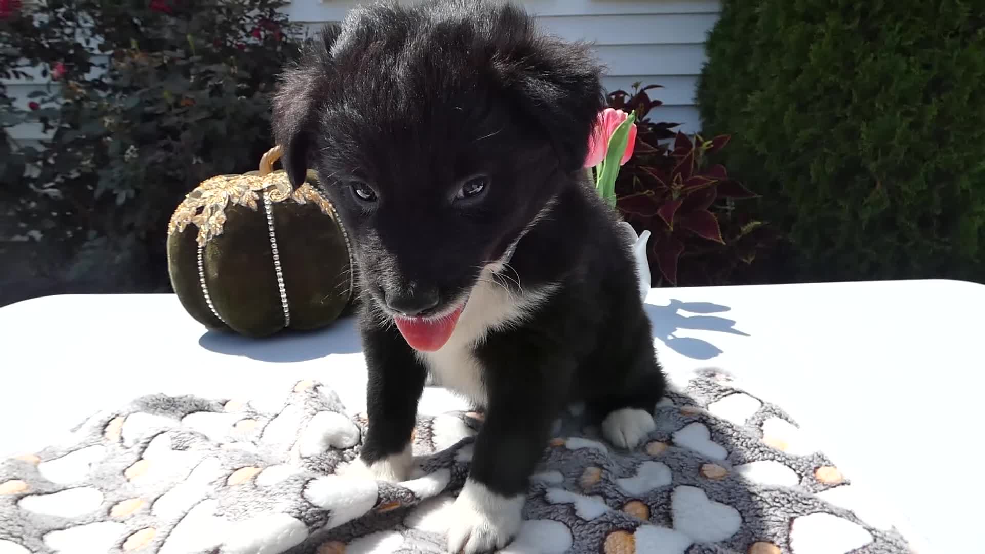 Mixed Breed dogs for sale: Mixed Breed 3 Scout - Video 1