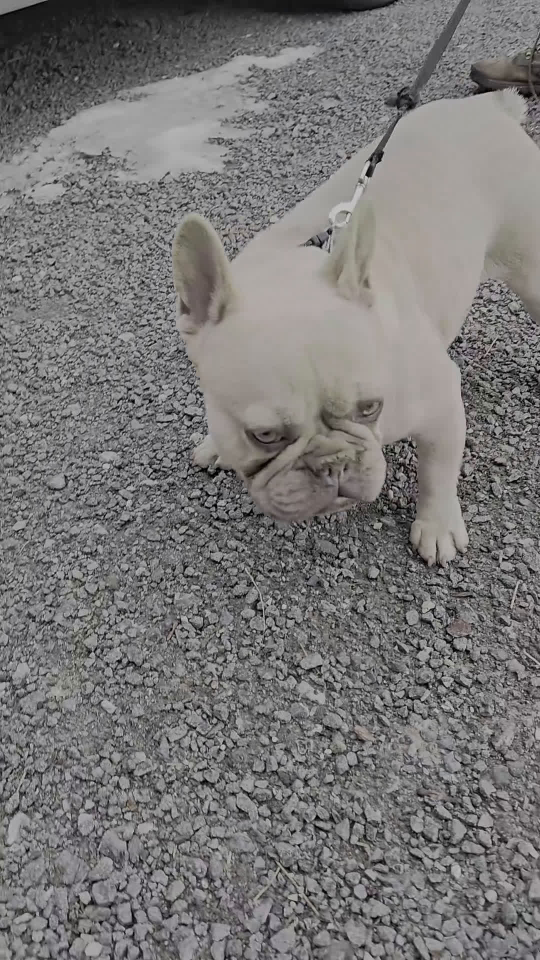 French Bulldog dogs for sale: French Bulldog Puppy 2 - Video 1