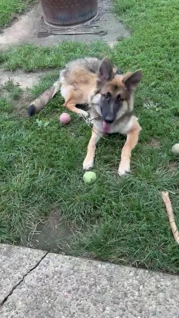 German Shepherd dogs for sale: German Shepherd 1 - Video 1