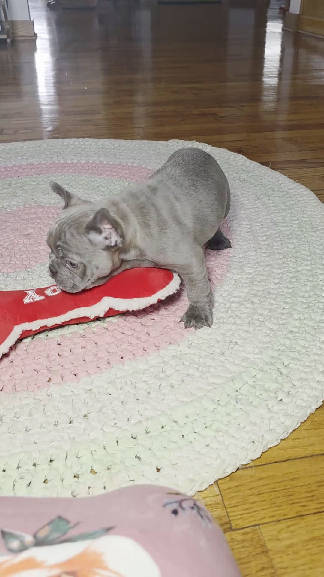 French Bulldog dogs for sale: Heather - Video 2