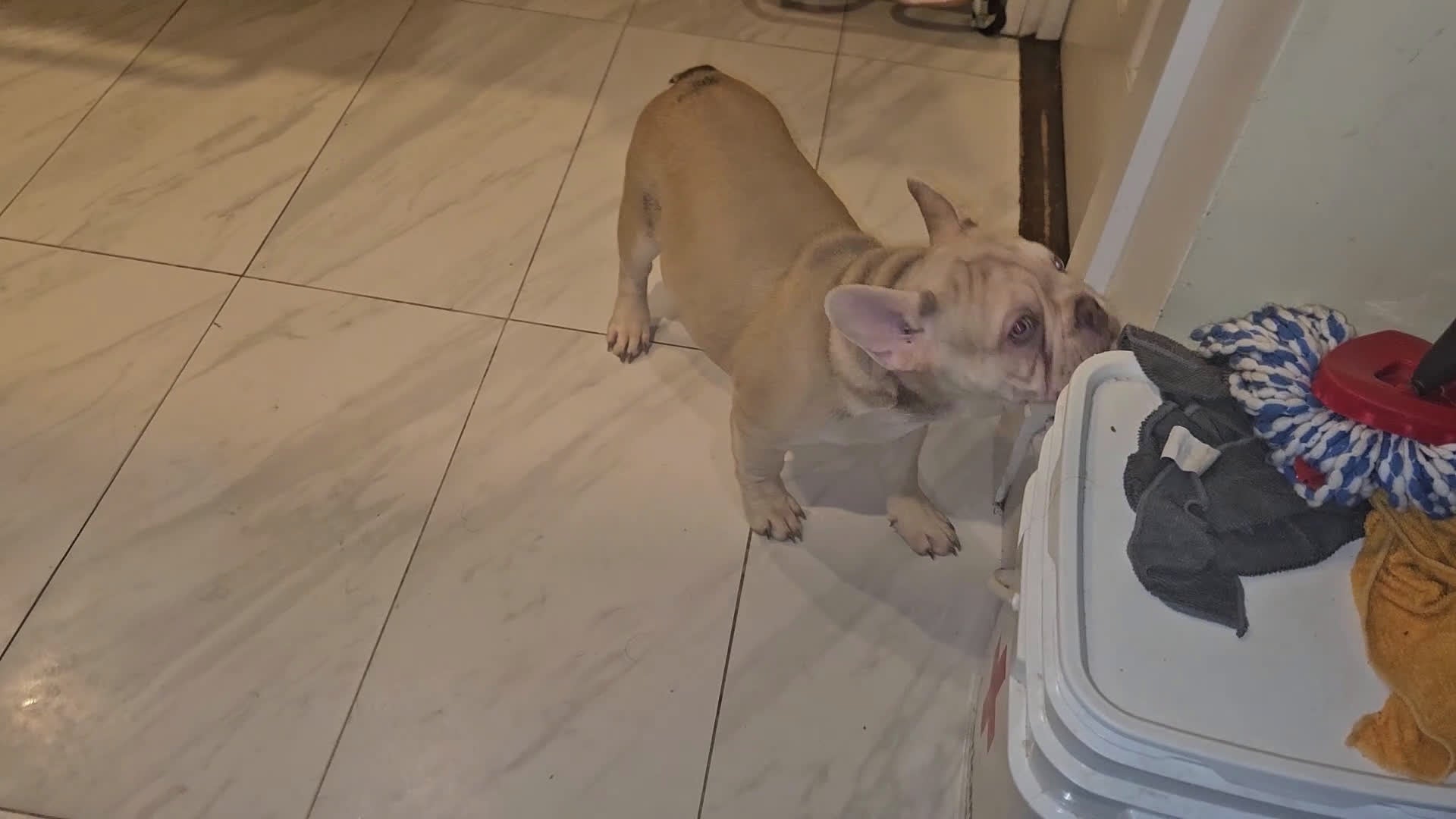 French Bulldog dogs for sale: French Bulldog Puppy 2 - Video 1