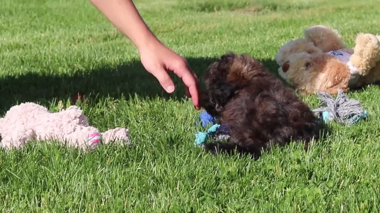 Shihpoo dogs for sale: Taylor - Video 4
