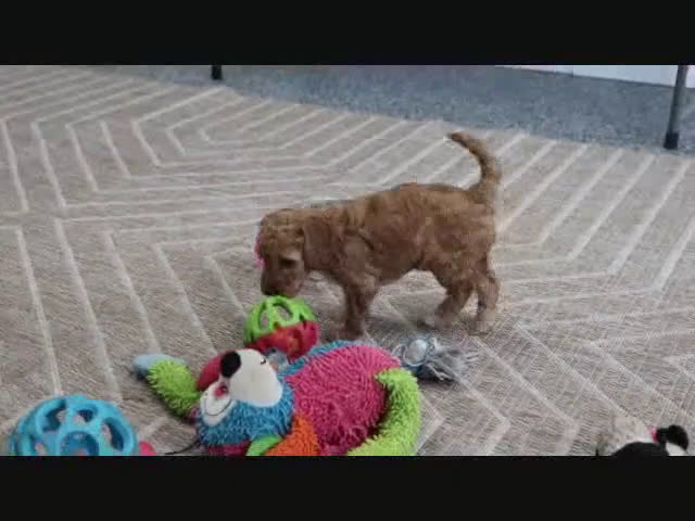 Mini Goldendoodle dogs for sale: Adora - Video 1