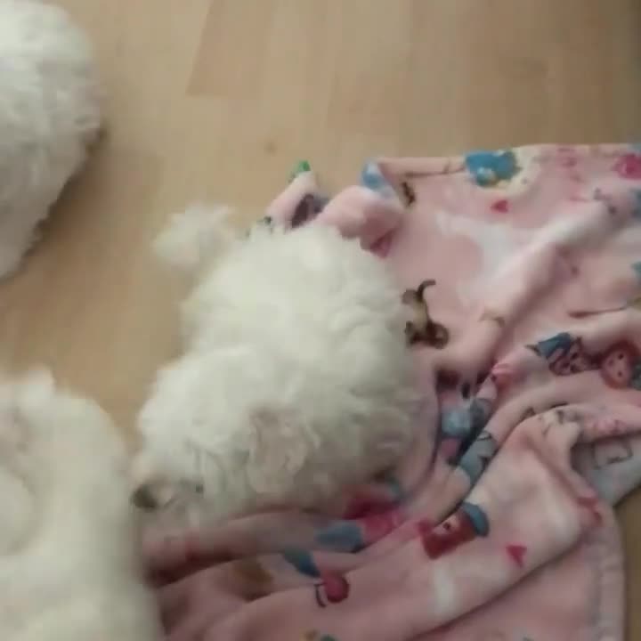 Yorkiepoo dogs for sale: Yorkiepoo Puppy 3 - Video 5