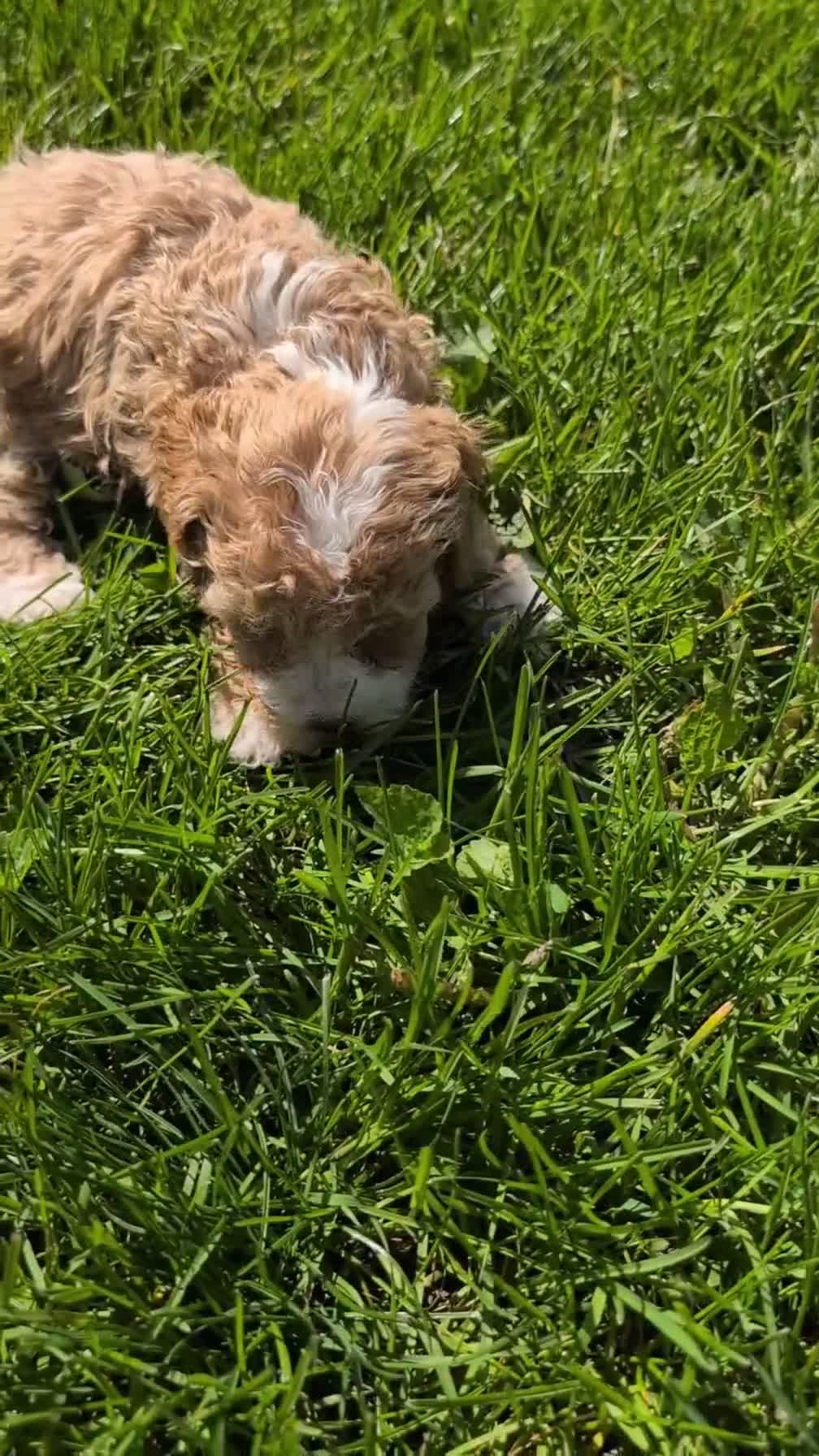Miniature Poodle dogs for sale: Melody - Video 1