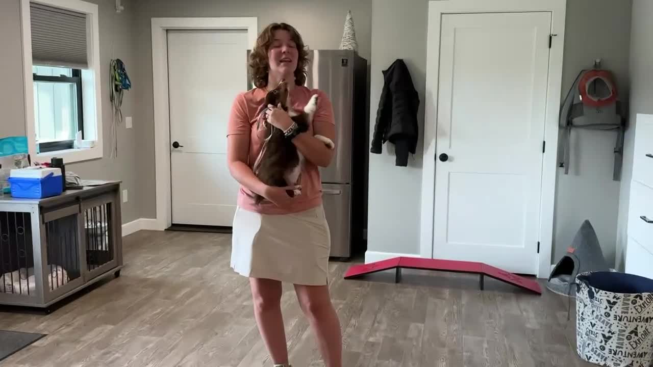 Miniature Australian Shepherd dogs for sale: Rugar - Video 1
