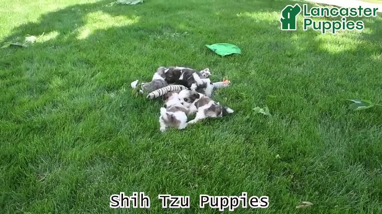 Shih Tzu dogs for sale: Kyle - Video 1