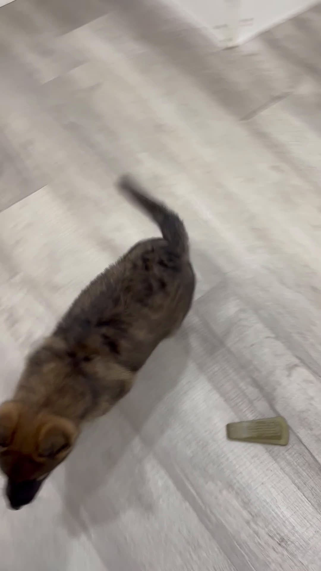 German Shepherd dogs for sale: Biscuit - Video 1